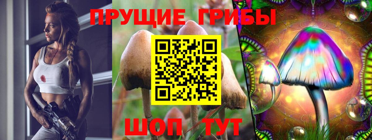 Сосновоборск  Галлюциногенные грибы прущие грибы  Псилоцибиновые грибы Psilocybe  Вход с VPN 